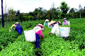 Giải bài toán lao động nông thôn trong thời kỳ công nghiệp hóa, hiện đại hóa (16/8/2017)